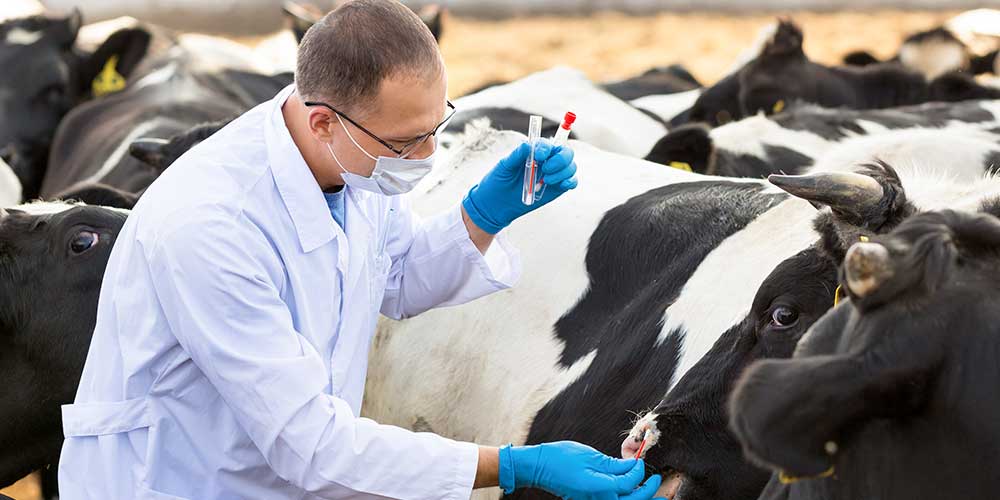 Categorización de los antibióticos para un uso responsable en animales