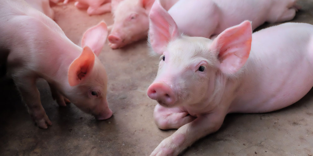 Evaluación del bienestar animal mediante biomarcadores: la importancia de un parámetro objetivo.