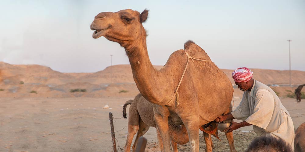 Leche de Camella: ¿es oro todo lo que reluce?