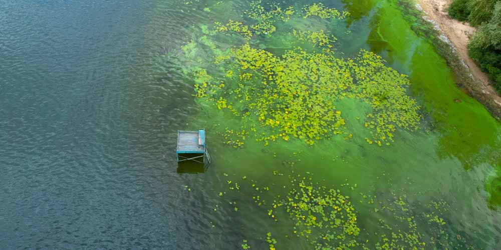 ¿Es posible detectar microcistinas en una hora?