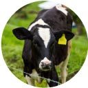 icon_antibioticos-lacteo_home