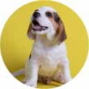 icon_bienestar-animal_home