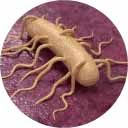 seguridad alimentaria home icon